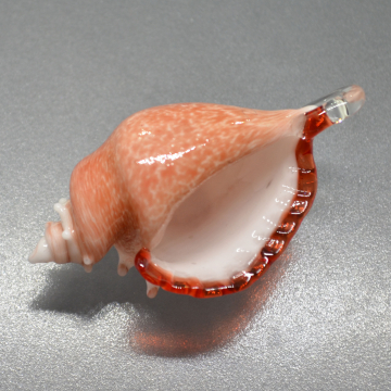Light Red and white Sea Shell Pendant